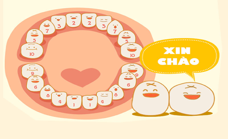 Hệ răng sữa gồm 20 chiếc răng.